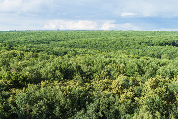 Fototapeta na wymiar Forest to the horizon, a top view.