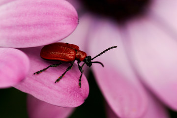 Red bug