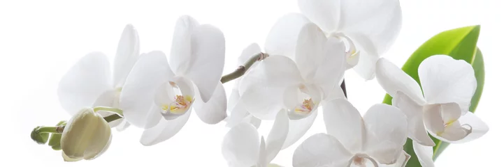 Abwaschbare Fototapete Weiße Orchidee isoliert © moquai86