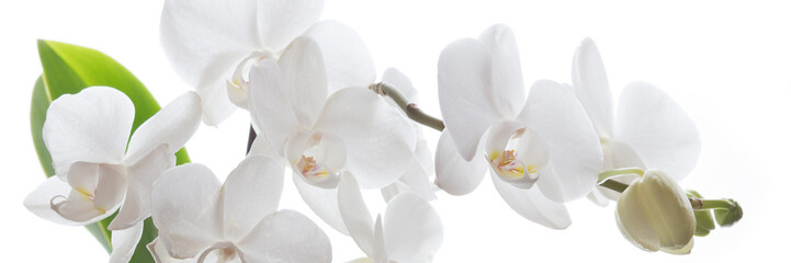 Obraz na płótnie Canvas Weiße Orchidee isoliert - Banner