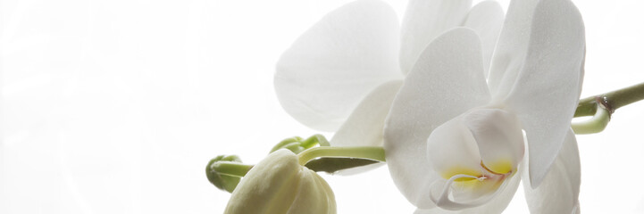 Weiße Orchidee - Banner