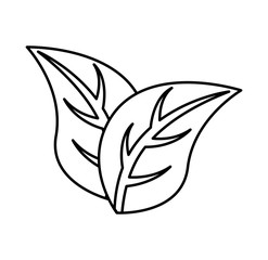 leafs plant isolated icon vector illustration design