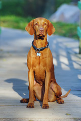 Obedient Hungarian Vizsla dog sitting outdoors at sunny weather