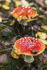 Amanita muscaria seen in Wolin National Park