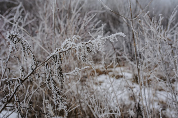 frozen forest