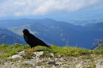 Bergvogel
