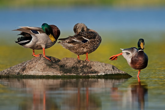 wild duck, anas platyrhynchos, mallard, Czech republic