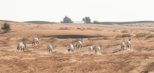 Fototapeta premium Arabian oryx (Oryx leucoryx) in the desert after sunrise. Dubai, United Arab Emirates.