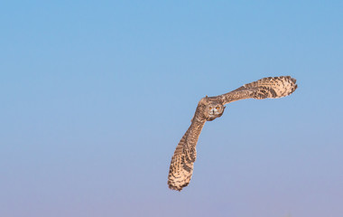 Young male pharaoh eagle owl (bubo ascalaphus) during a desert falconry show in Dubai, UAE.