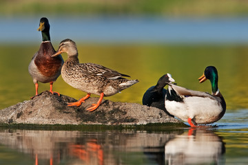wild duck, anas platyrhynchos, mallard, Czech republic