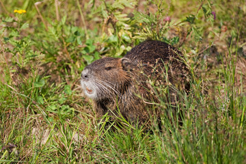 coypu, myocastor coypus, Czech republic