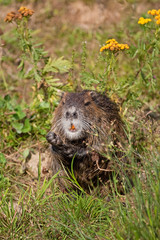 coypu, myocastor coypus, Czech republic