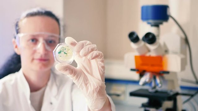 Scientist examines a container with mold.