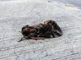 Nachtfalter Coloradia pandora