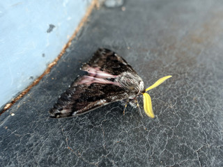 Obraz premium Nachtfalter Coloradia pandora