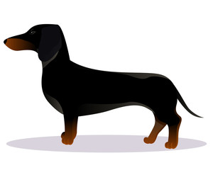 Black dachshund