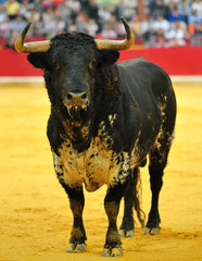 toro