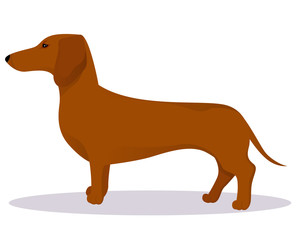 Haired dachshund