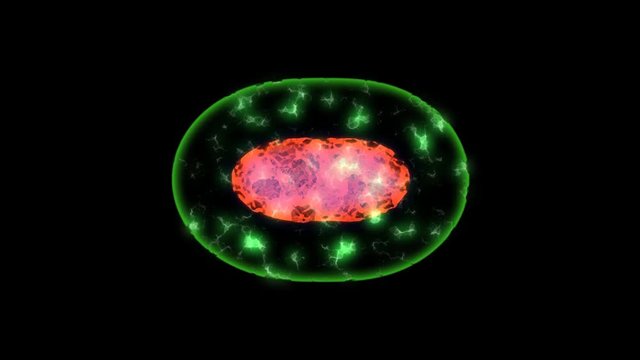 Cell division. Reproduction of bacteria. Alpha channel