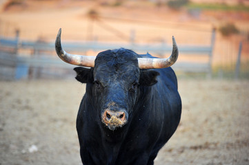 toro