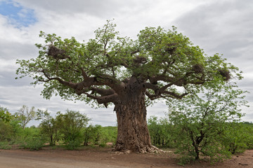 Big baobab tree with weaver bird nests in Kruger National Park, South Africa