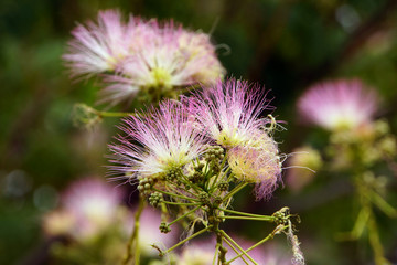 Calliandra eriophylla
