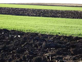 Field plowed strips