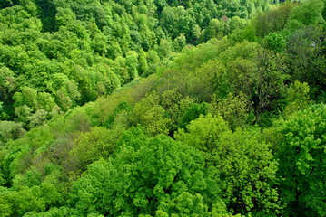 Wiosenny las w Sudetach