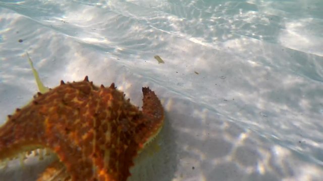 Red cushion starfish (Oreaster reticulatus)  flips from the back at a seabed. Time lapse. 