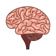 human brain organ isolated icon vector illustration design