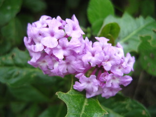 Purple miniature flowers