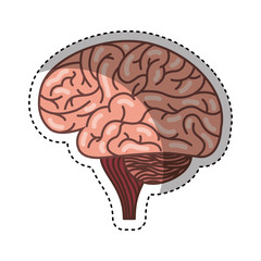 human brain organ isolated icon vector illustration design