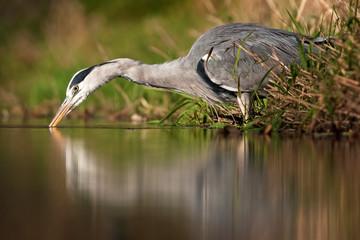 grey heron, ardea cinerea, Czech republic