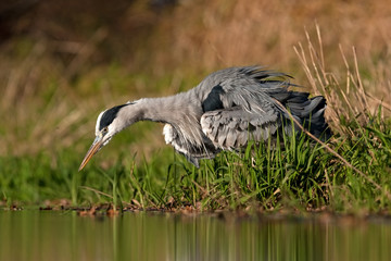 grey heron, ardea cinerea, Czech republic