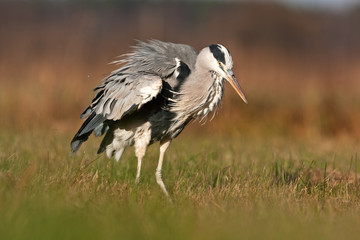 grey heron, ardea cinerea, Czech republic