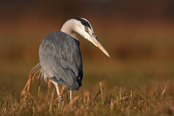 grey heron, ardea cinerea, Czech republic