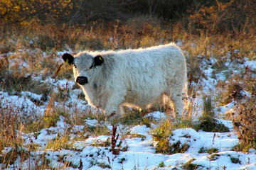 Cow has taken the winter coat on