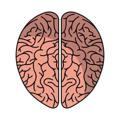 human brain organ isolated icon vector illustration design