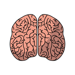 human brain organ isolated icon vector illustration design