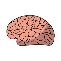 human brain organ isolated icon vector illustration design