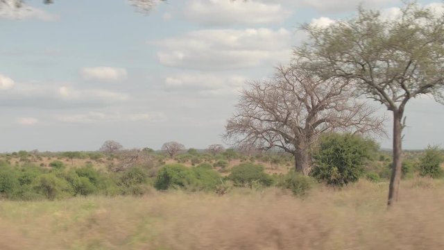 CLOSE UP: Picturesque African landscape overgrown with dry grass and green trees
