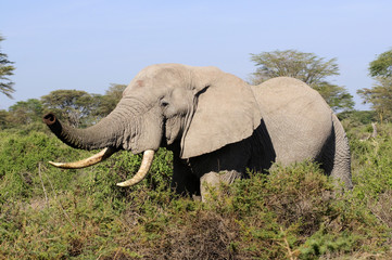 Elephant with tusks