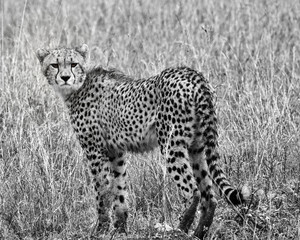 Cheetah, black and white