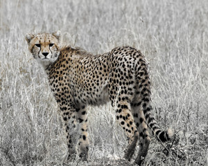 Cheetah