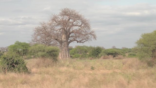 CLOSE UP: Safari jeeps game driving tourists on journey through African savanna