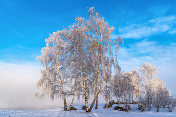 Birch covered with hoarfrost on the bank of the Angara