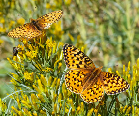 Pollen Party - Butterflies and flies gathering pollen on yellow flowers.