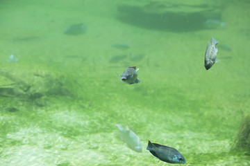 Fish