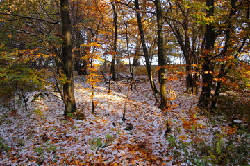 Atmosphere in the forest in November