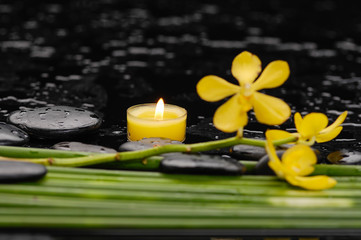 Yellow orchid with black stones with candle ,green plant-wet background